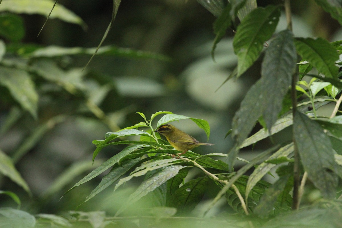 Choco Warbler - ML641712128