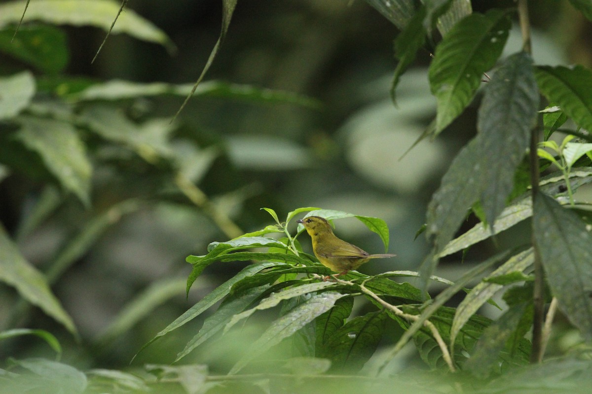 Choco Warbler - ML641712129