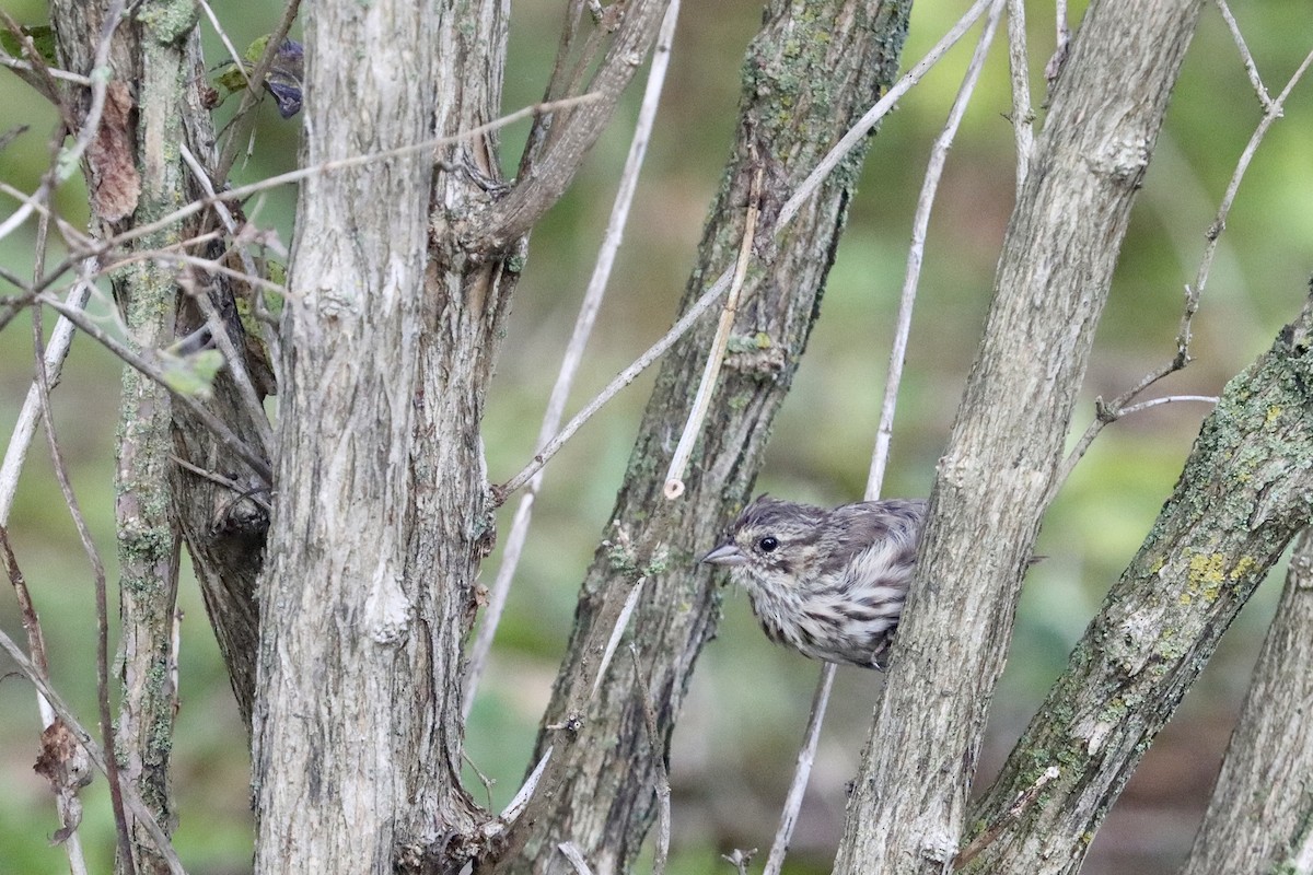 Song Sparrow - ML641712132