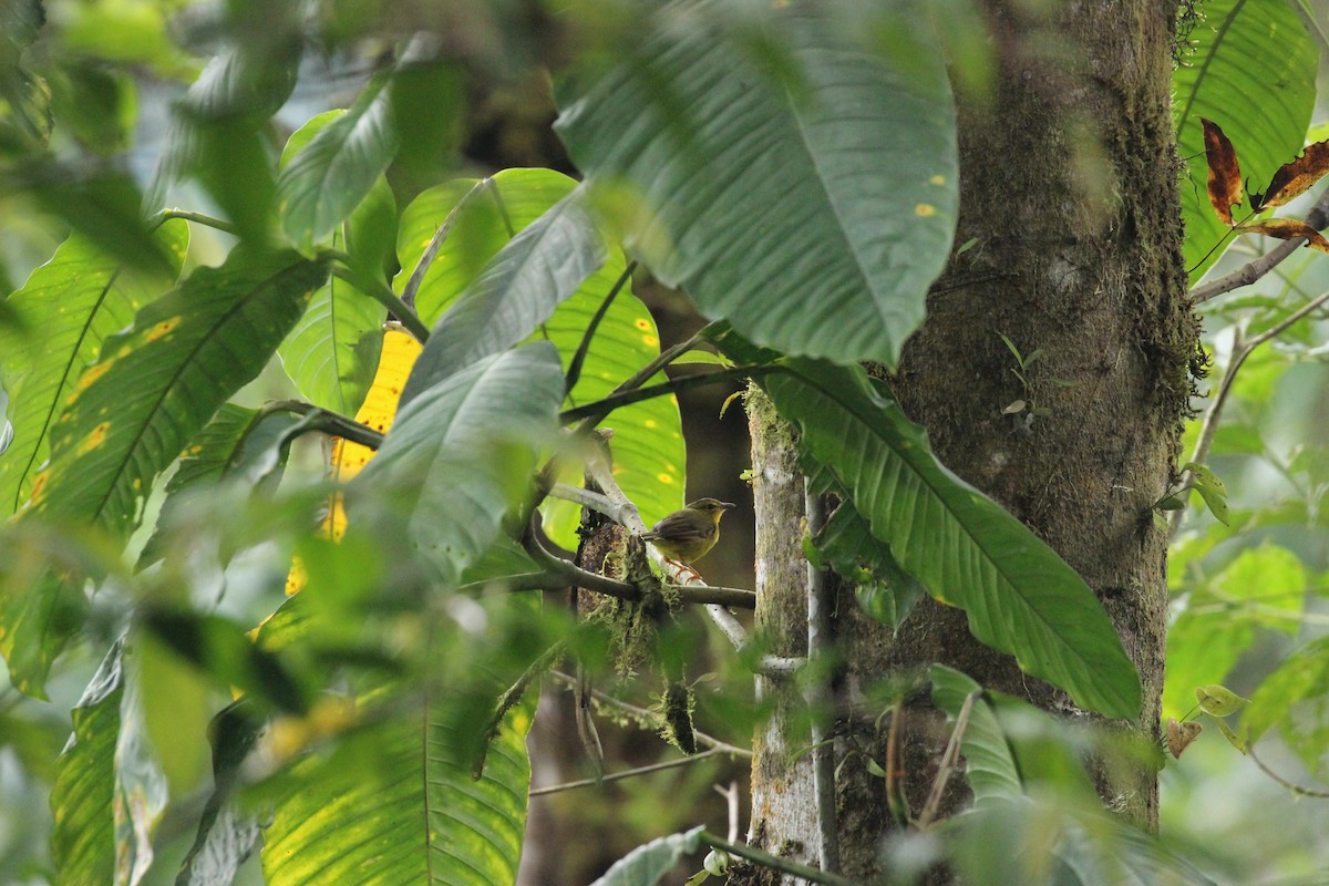 Choco Warbler - ML641712136