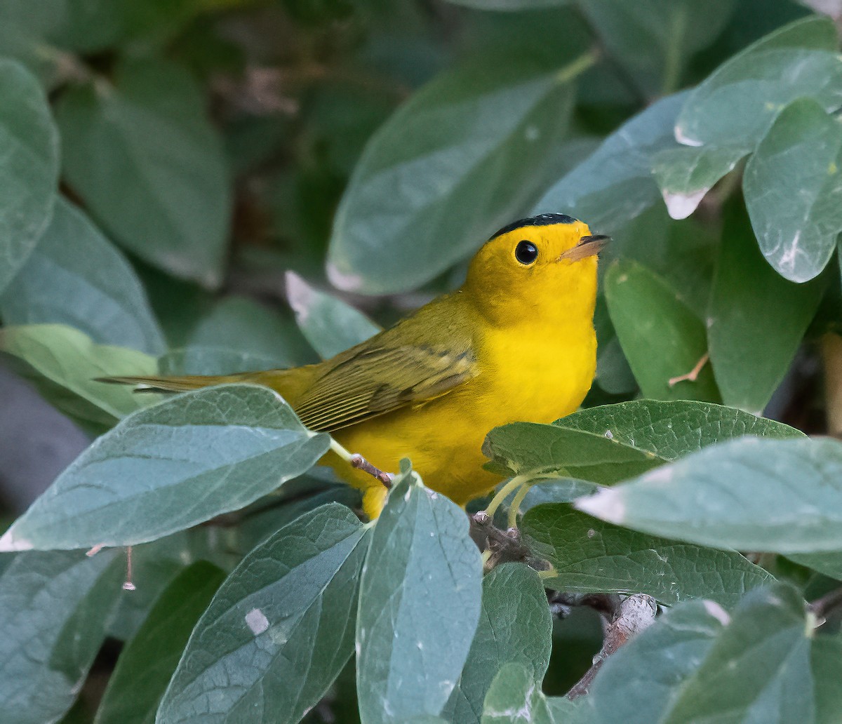 Wilson's Warbler - ML641712144