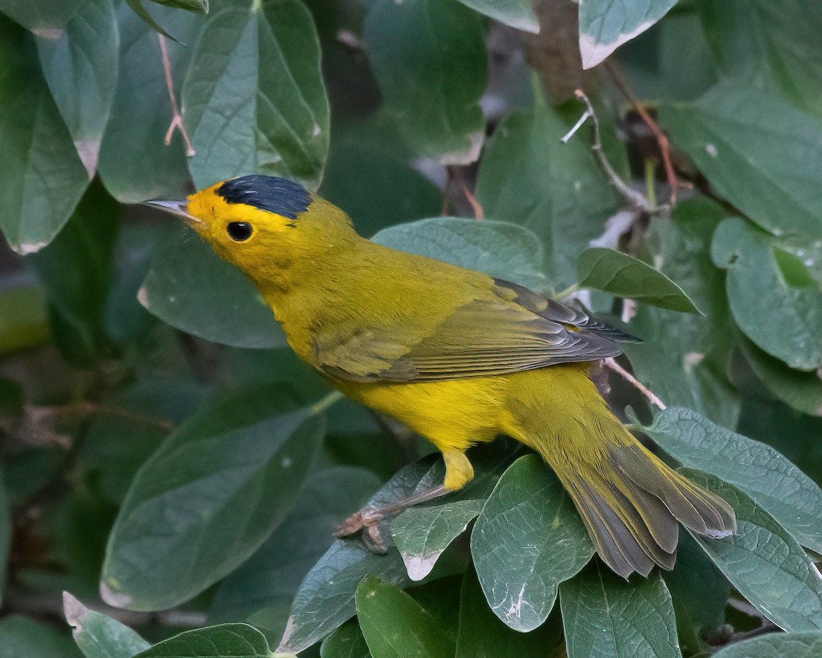 Wilson's Warbler - ML641712145