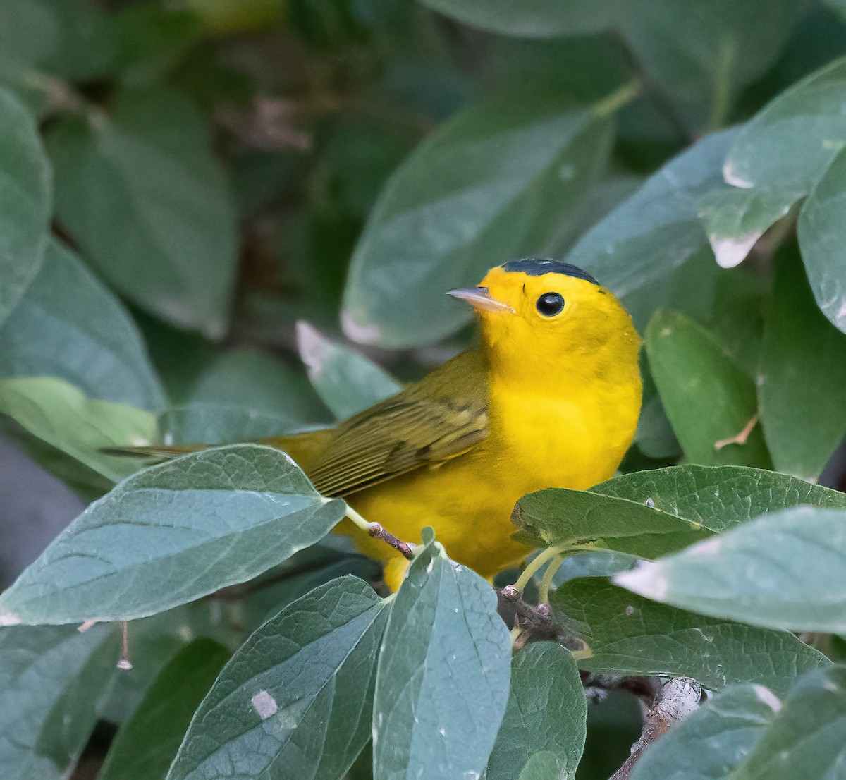Wilson's Warbler - ML641712147