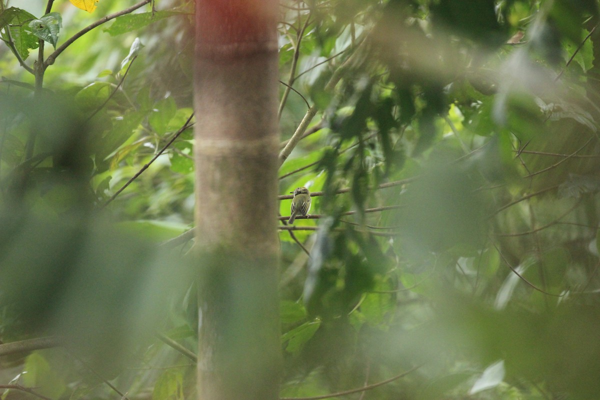 Scale-crested Pygmy-Tyrant - ML641712152