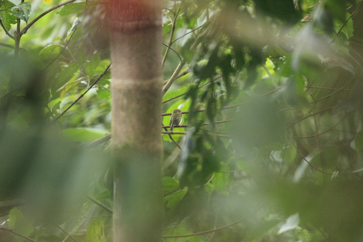 Scale-crested Pygmy-Tyrant - ML641712153