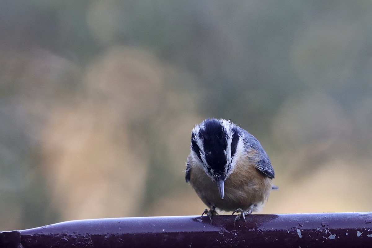 Red-breasted Nuthatch - ML641712155