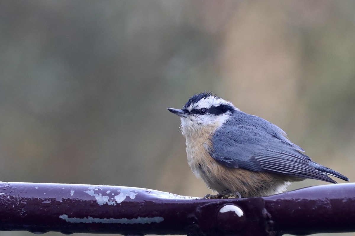 Red-breasted Nuthatch - ML641712157