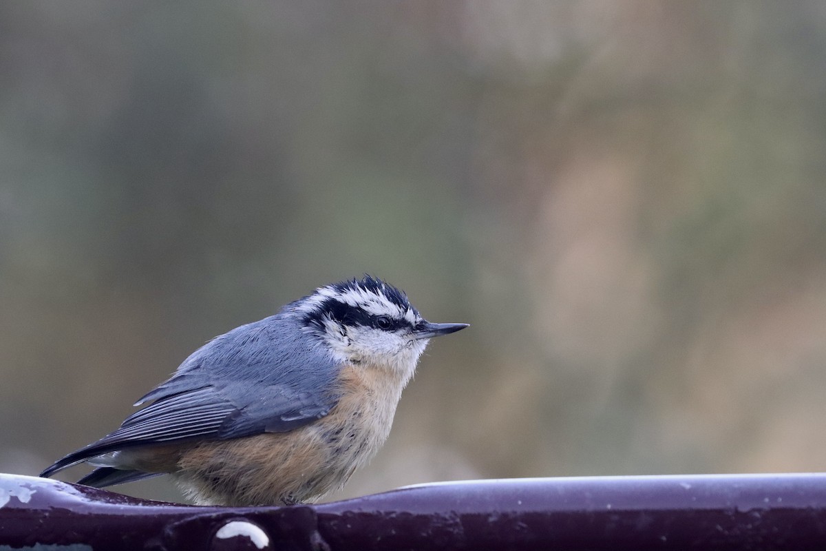 Red-breasted Nuthatch - ML641712158
