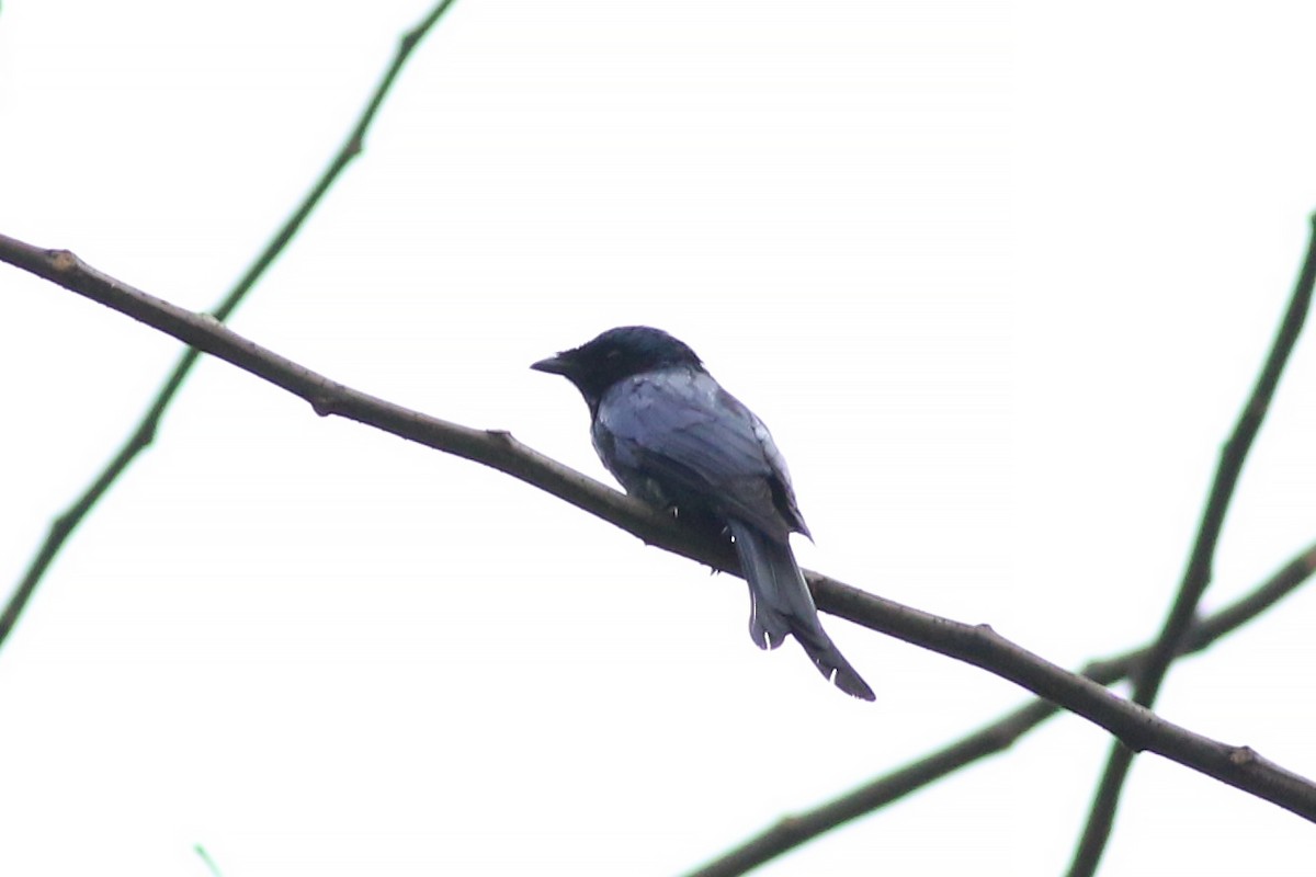 Bronzed Drongo - ML641712169