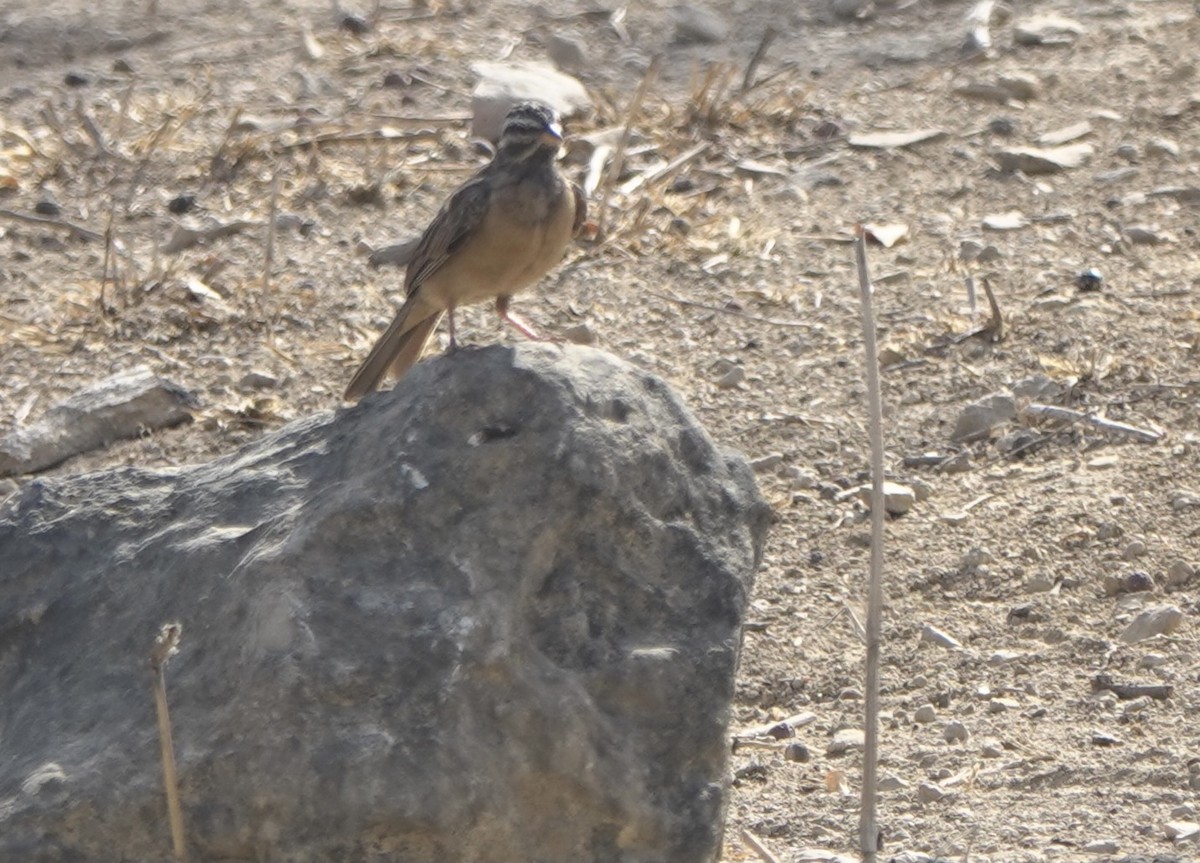 Cinnamon-breasted Bunting - ML641712184