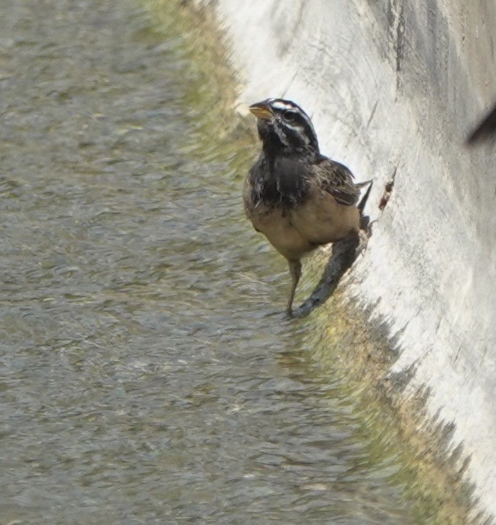 Cinnamon-breasted Bunting - ML641712187