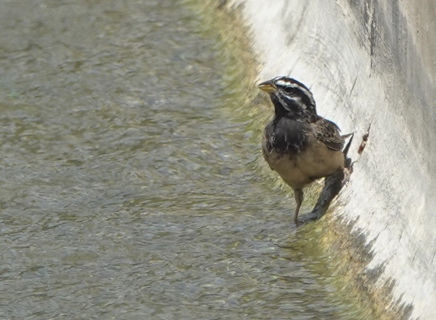 Cinnamon-breasted Bunting - ML641712188
