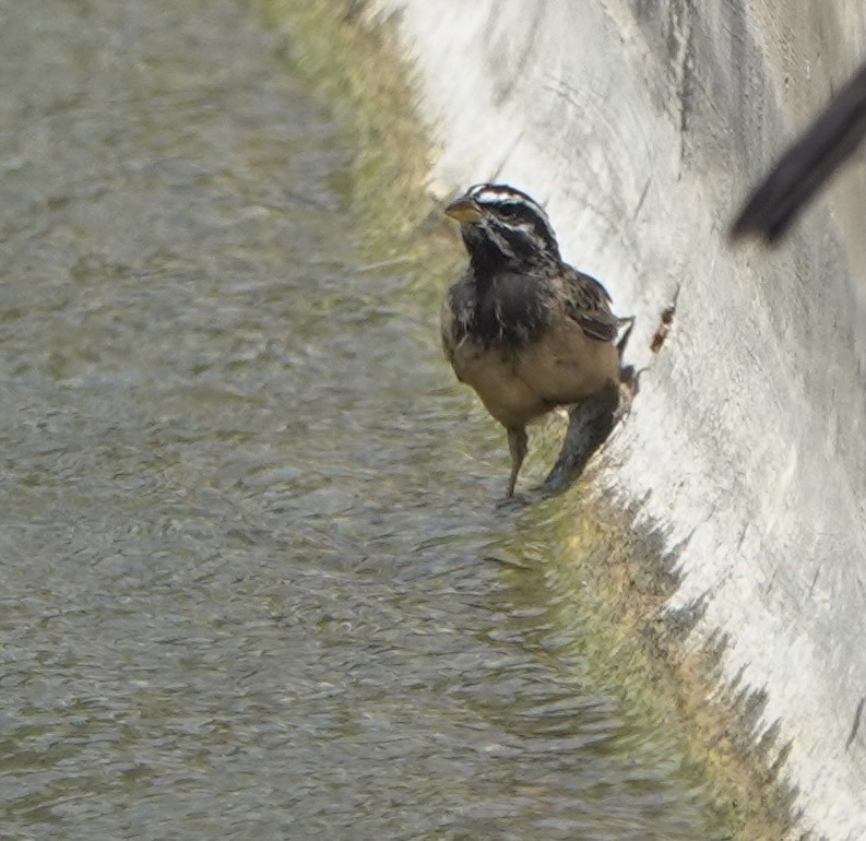 Cinnamon-breasted Bunting - ML641712189