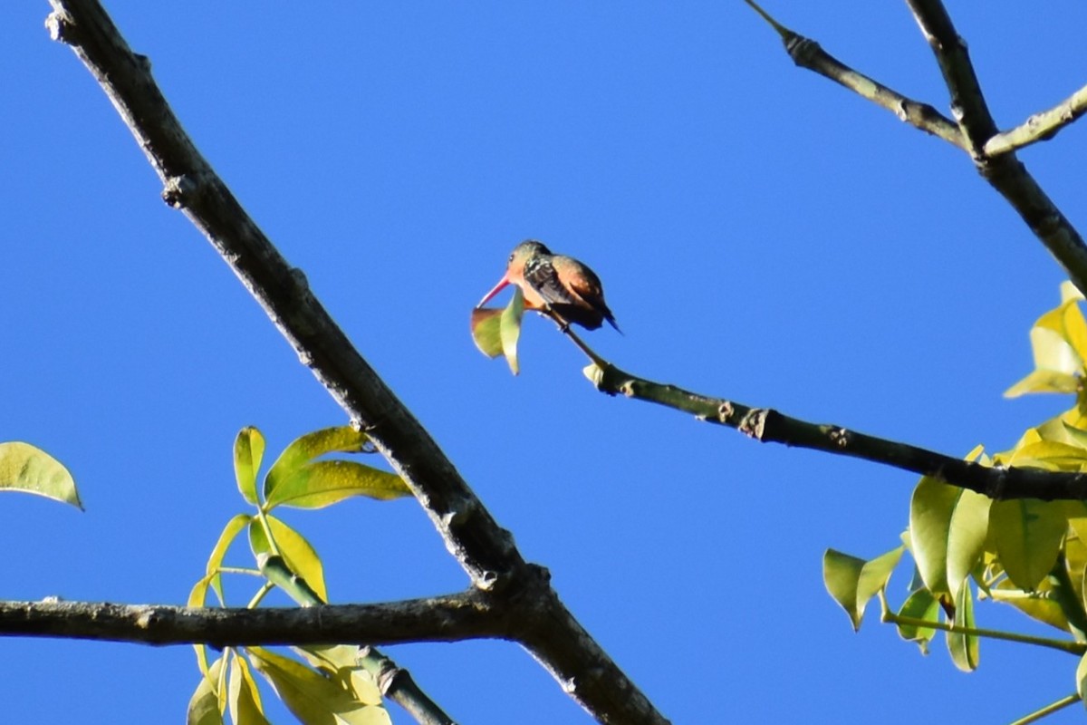 Cinnamon Hummingbird - ML641712204