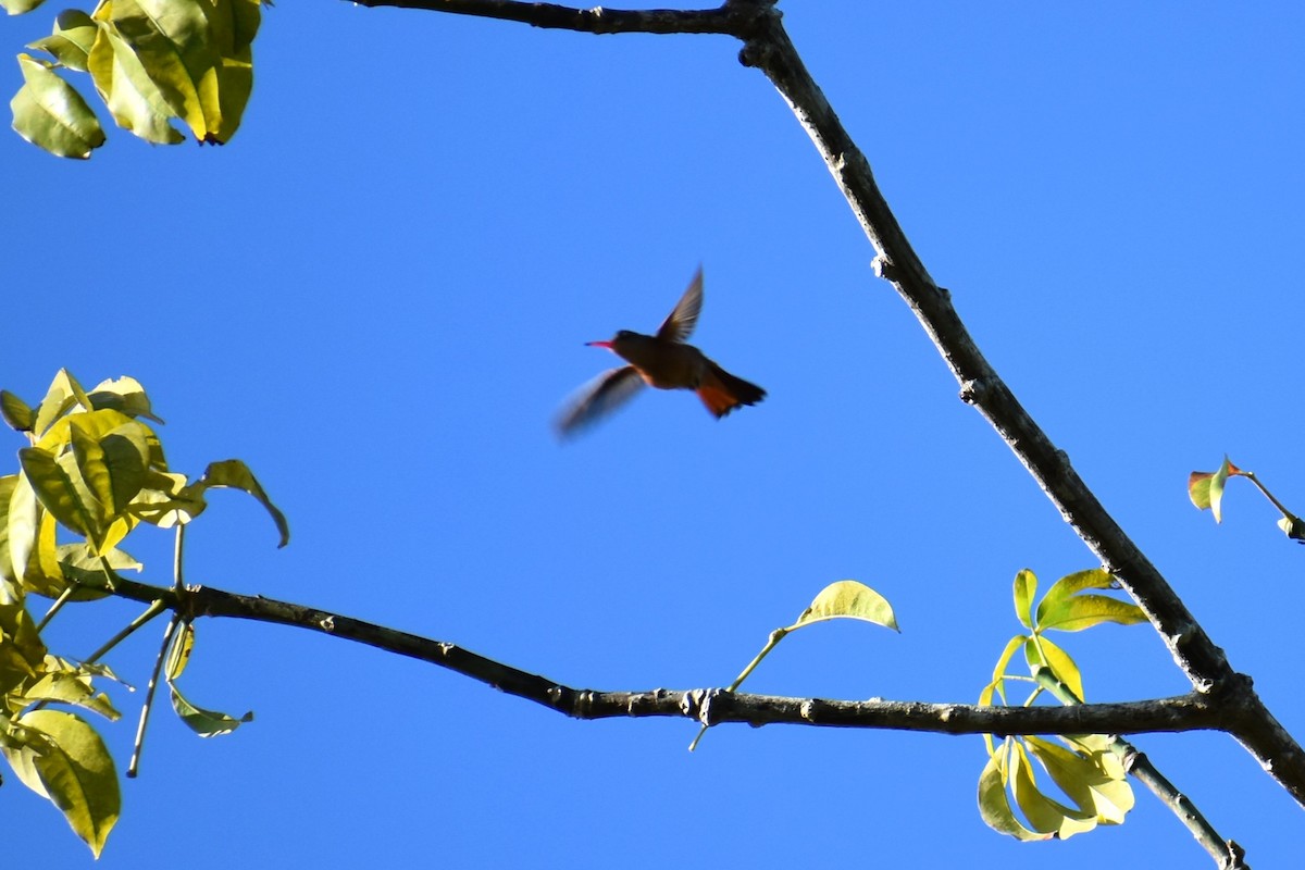 Cinnamon Hummingbird - ML641712206