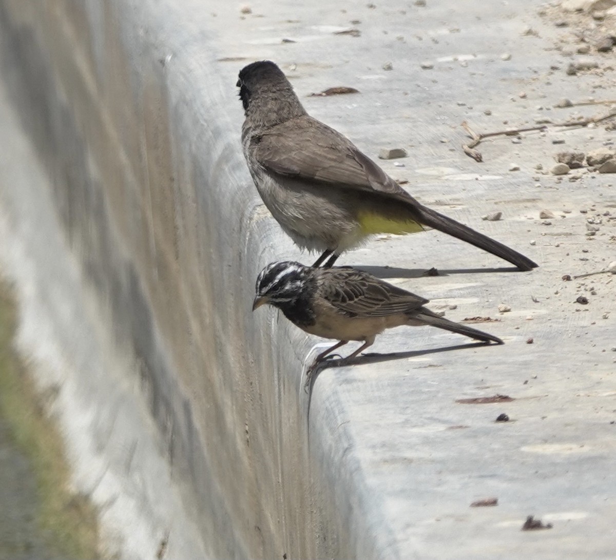 White-spectacled Bulbul - ML641712214