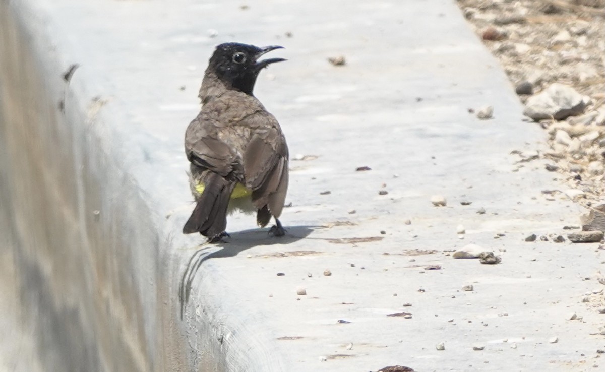 White-spectacled Bulbul - ML641712215