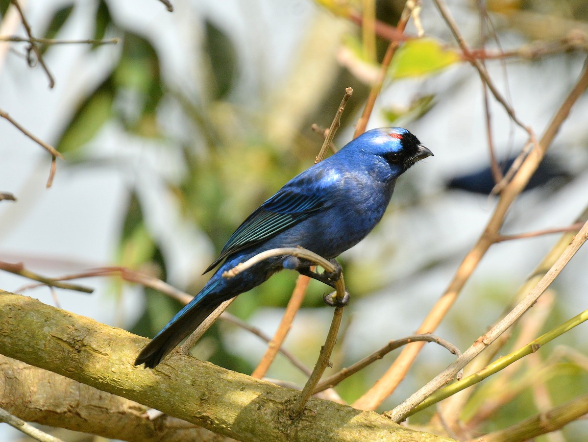 オウカンフウキンチョウ - ML641712232