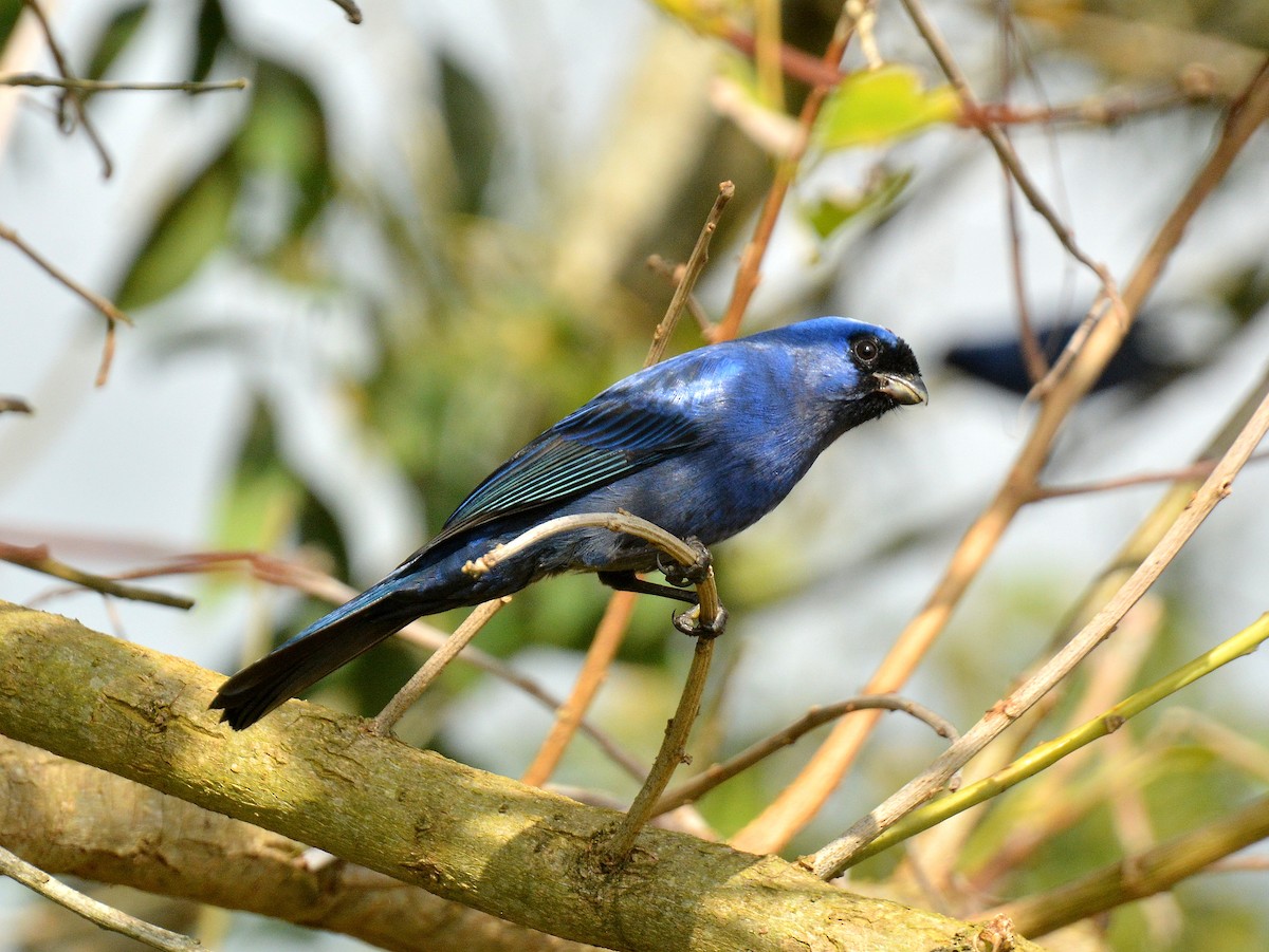 オウカンフウキンチョウ - ML641712233