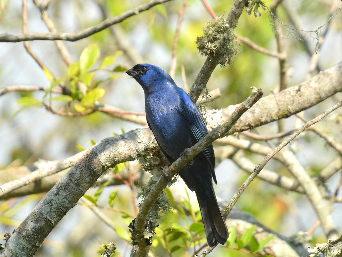 オウカンフウキンチョウ - ML641712245