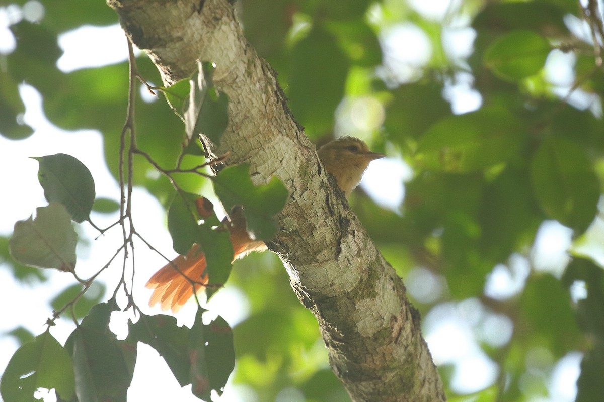 Plain Softtail (fusciceps) - ML641712264