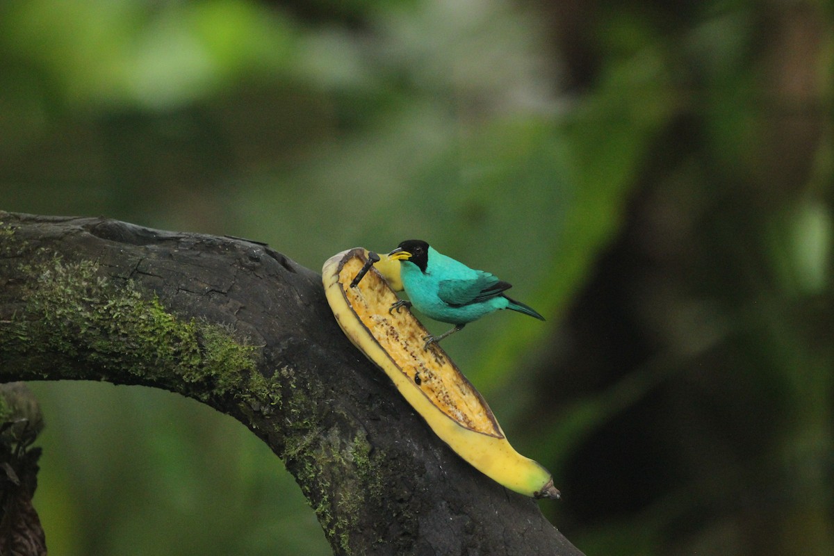 Green Honeycreeper - ML641712276
