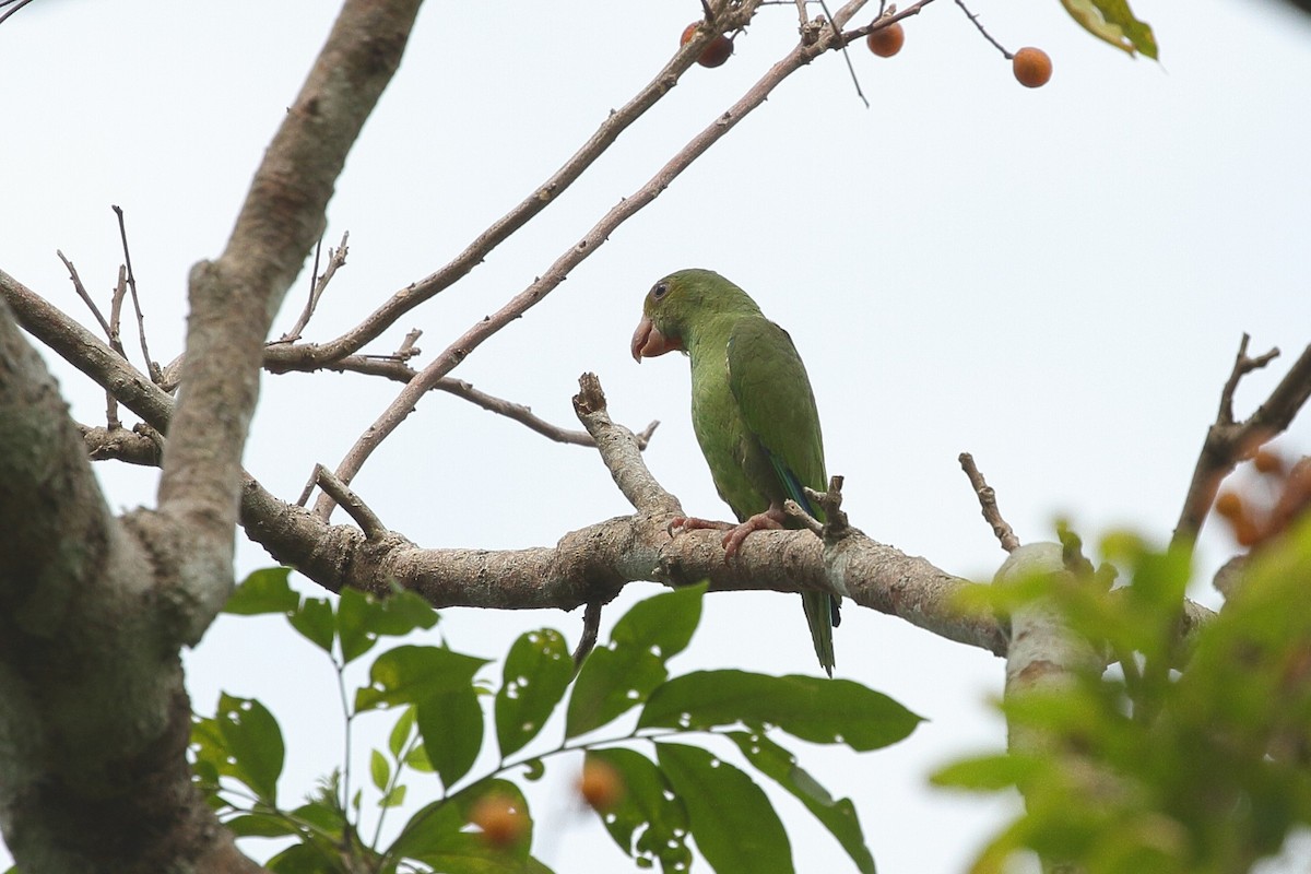 Cobalt-winged Parakeet - ML641712281
