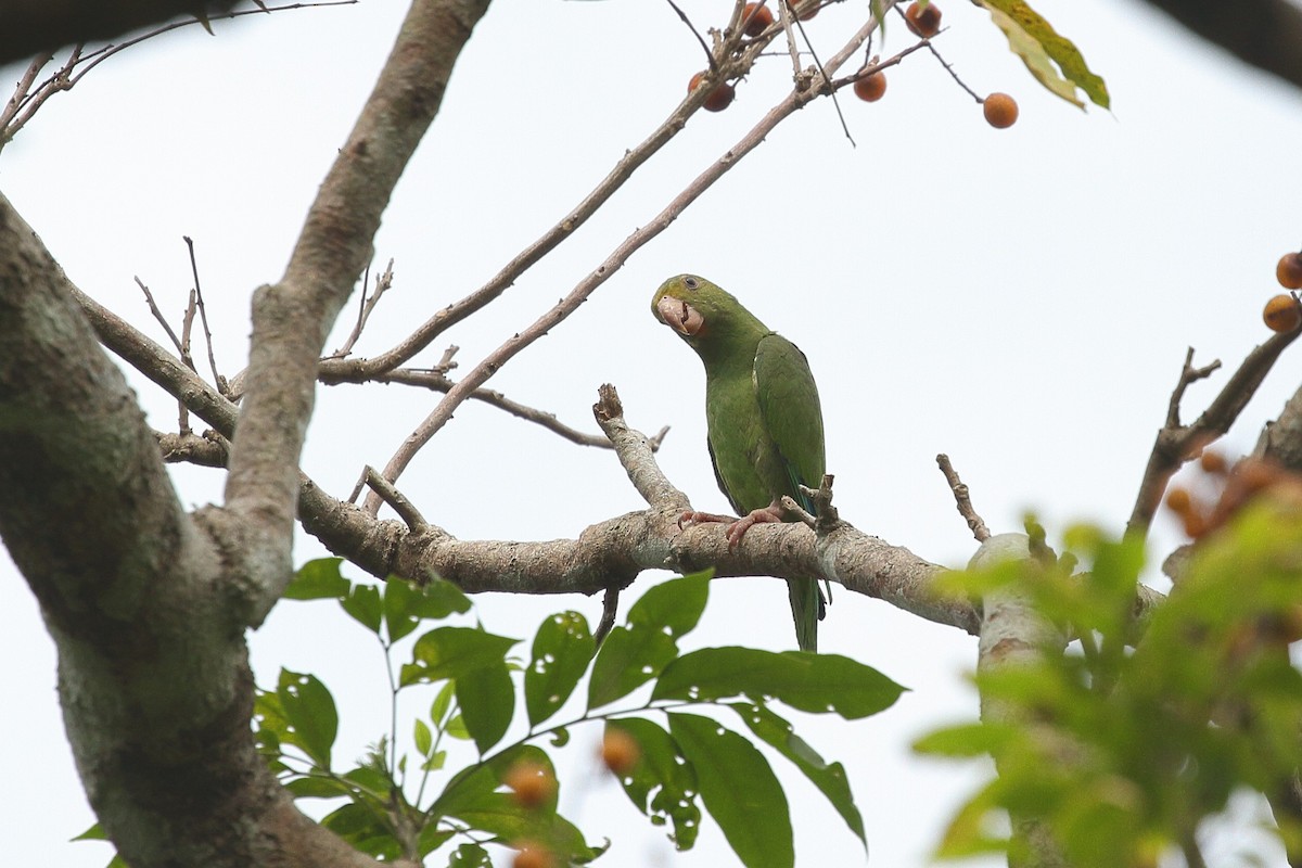 Cobalt-winged Parakeet - ML641712282