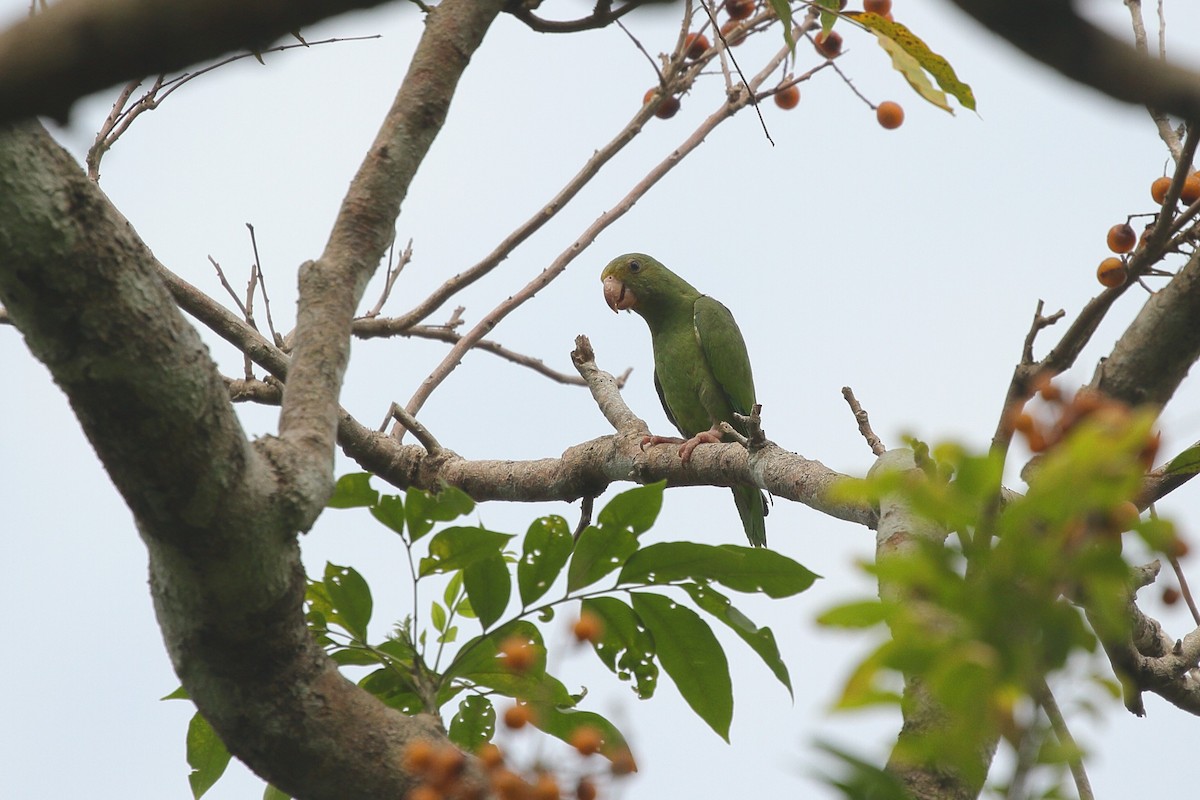 Cobalt-winged Parakeet - ML641712283