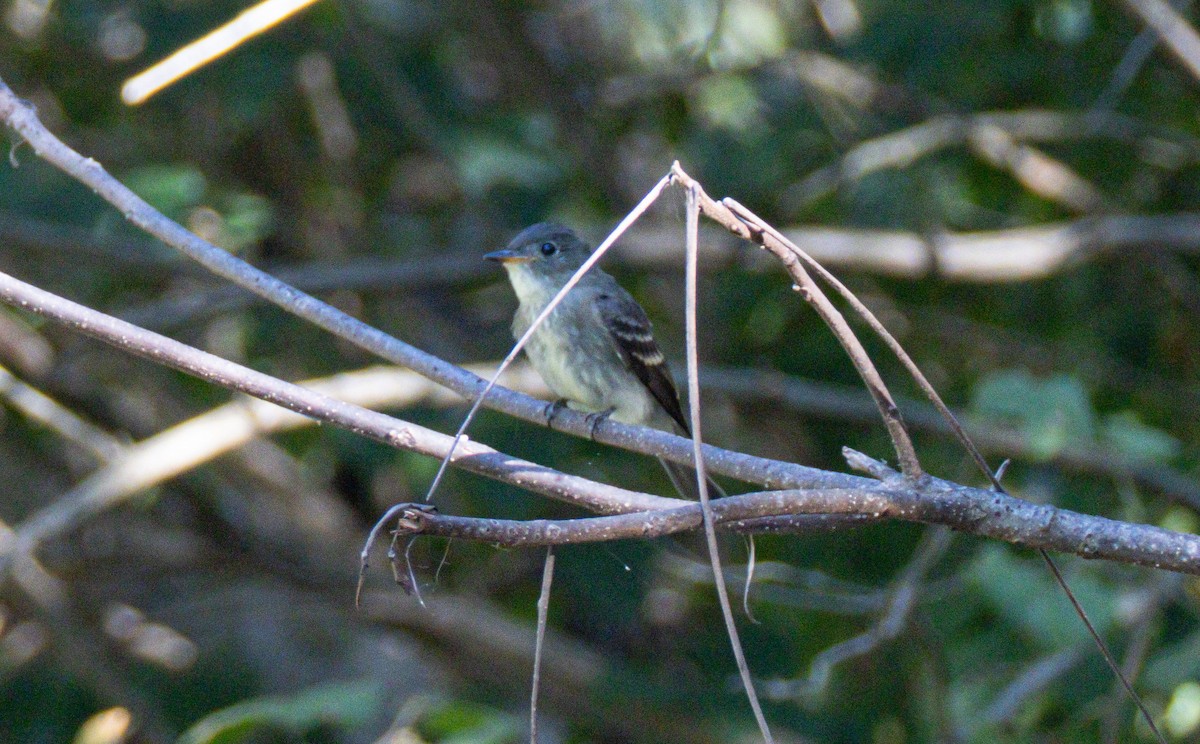 Eastern Wood-Pewee - ML641712348