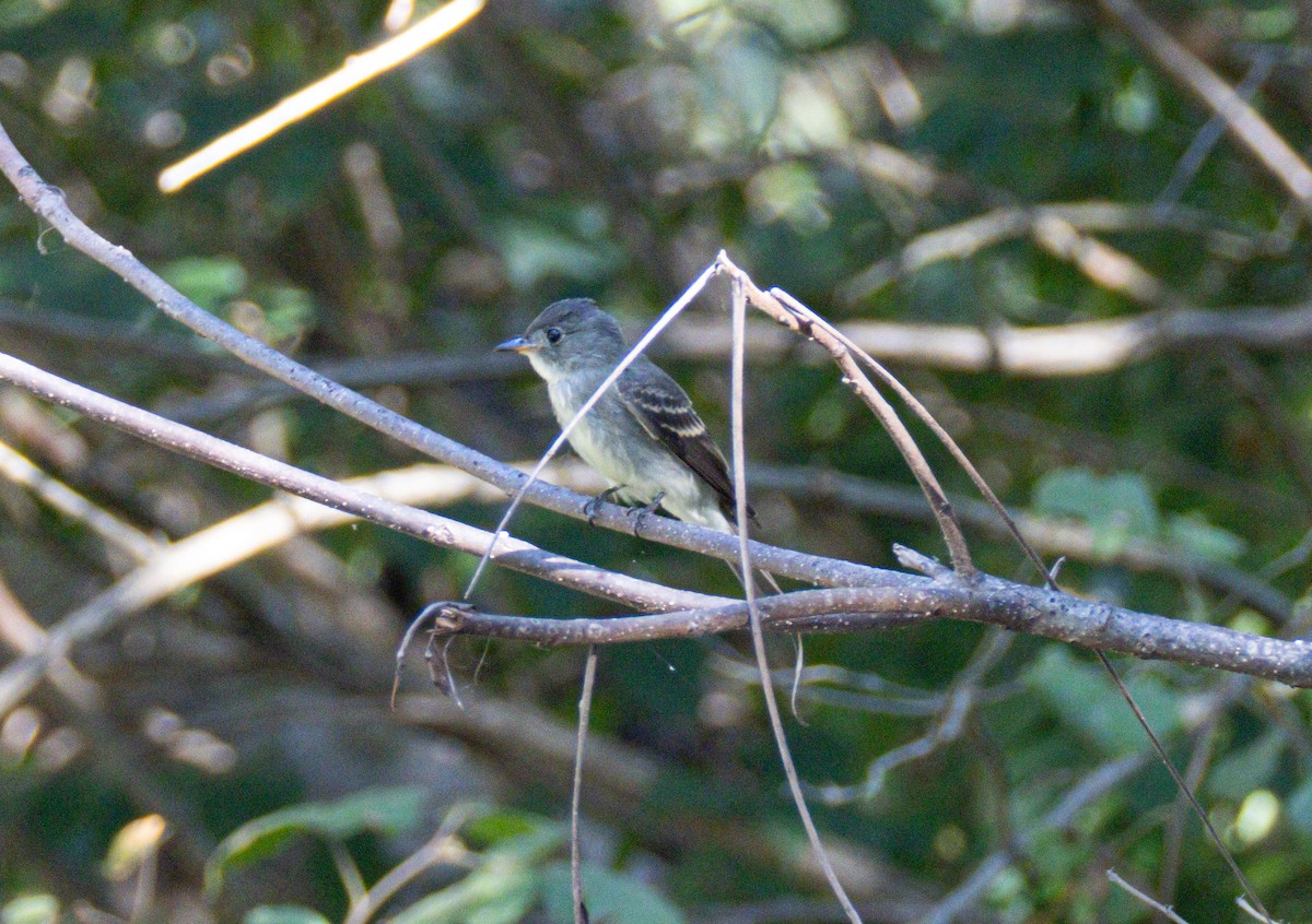 Eastern Wood-Pewee - ML641712349