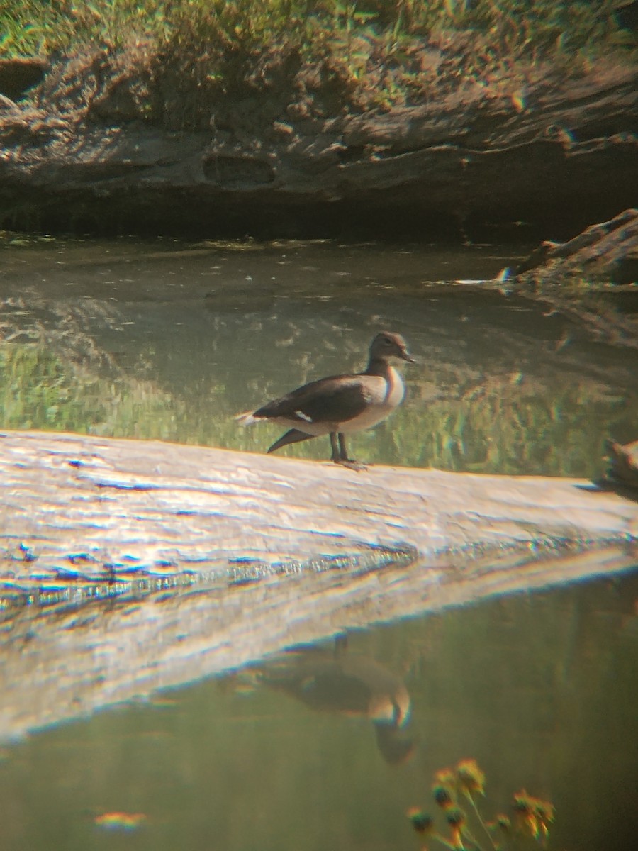 Canard branchu - ML641712377