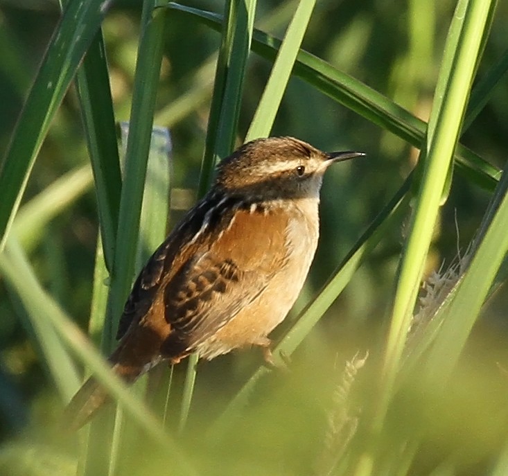 Marsh Wren - ML641712389