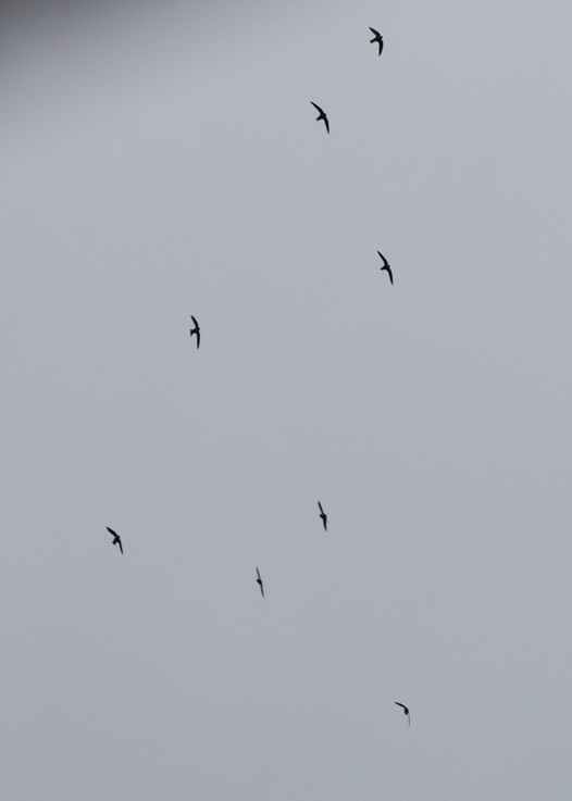 White-collared Swift - ML641712397