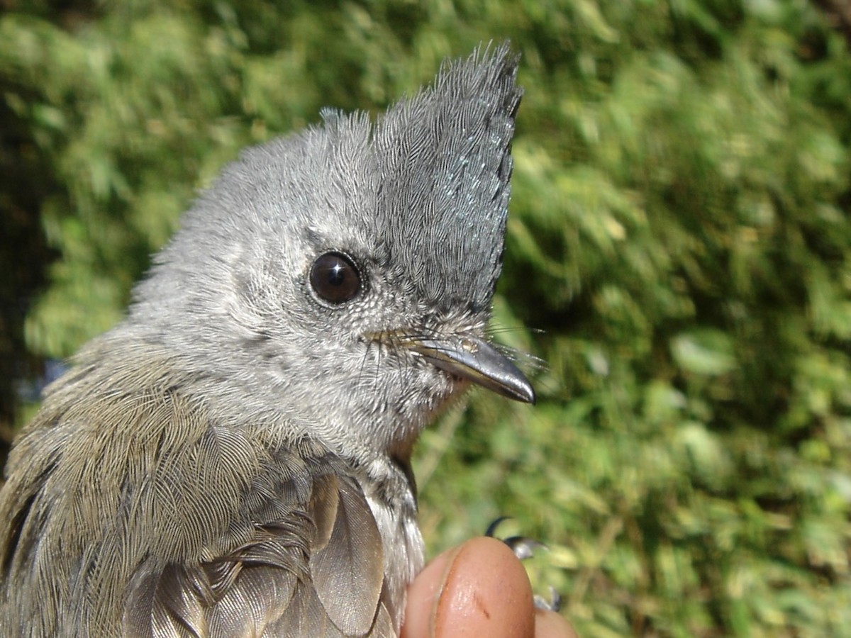 African Crested Flycatcher (Southern) - ML641712408
