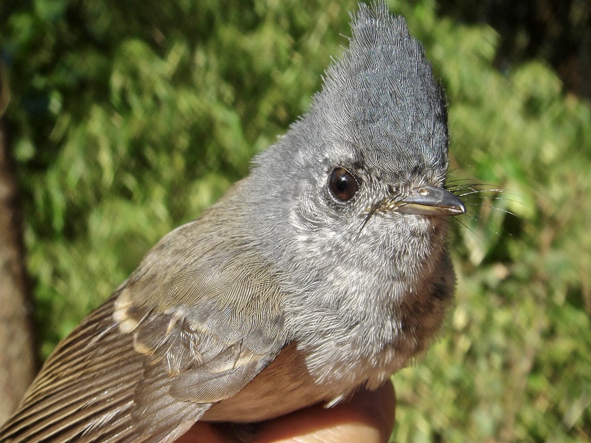 African Crested Flycatcher (Southern) - ML641712410
