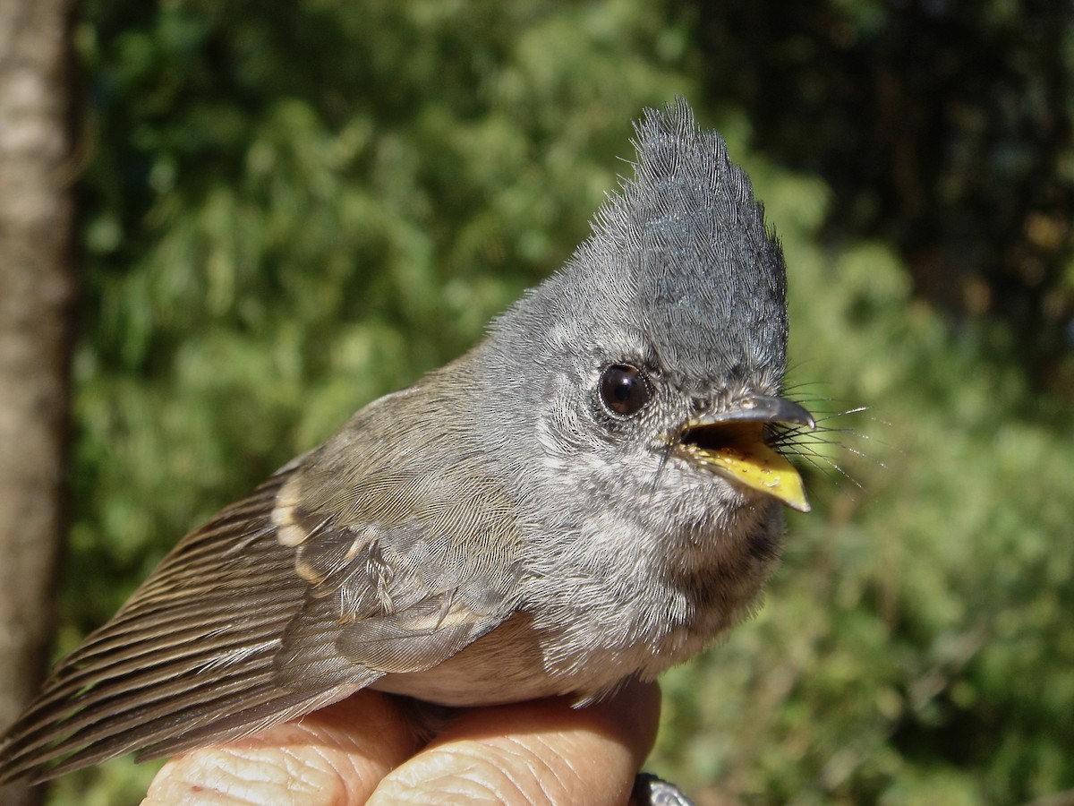 African Crested Flycatcher (Southern) - ML641712417