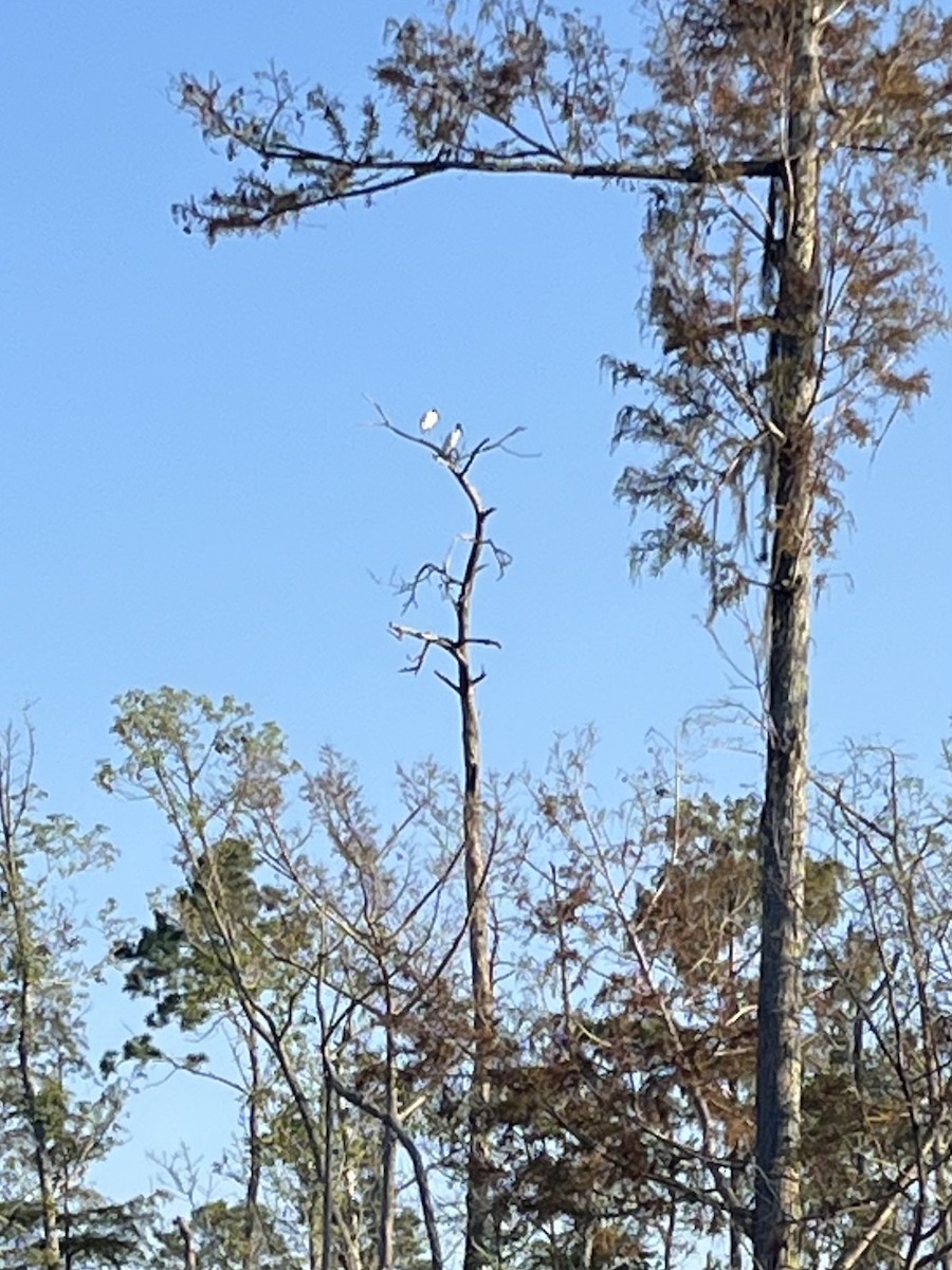 Wood Stork - ML641712422