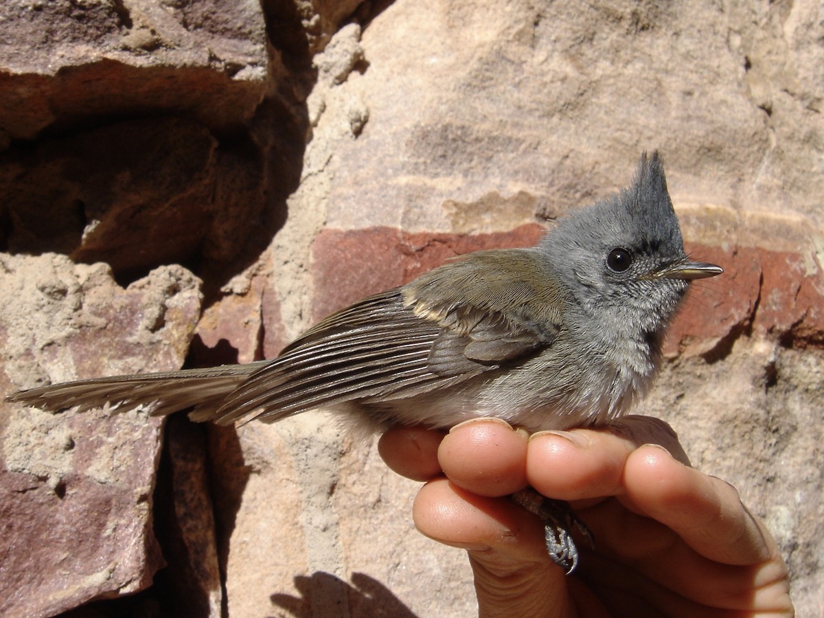 African Crested Flycatcher (Southern) - ML641712423