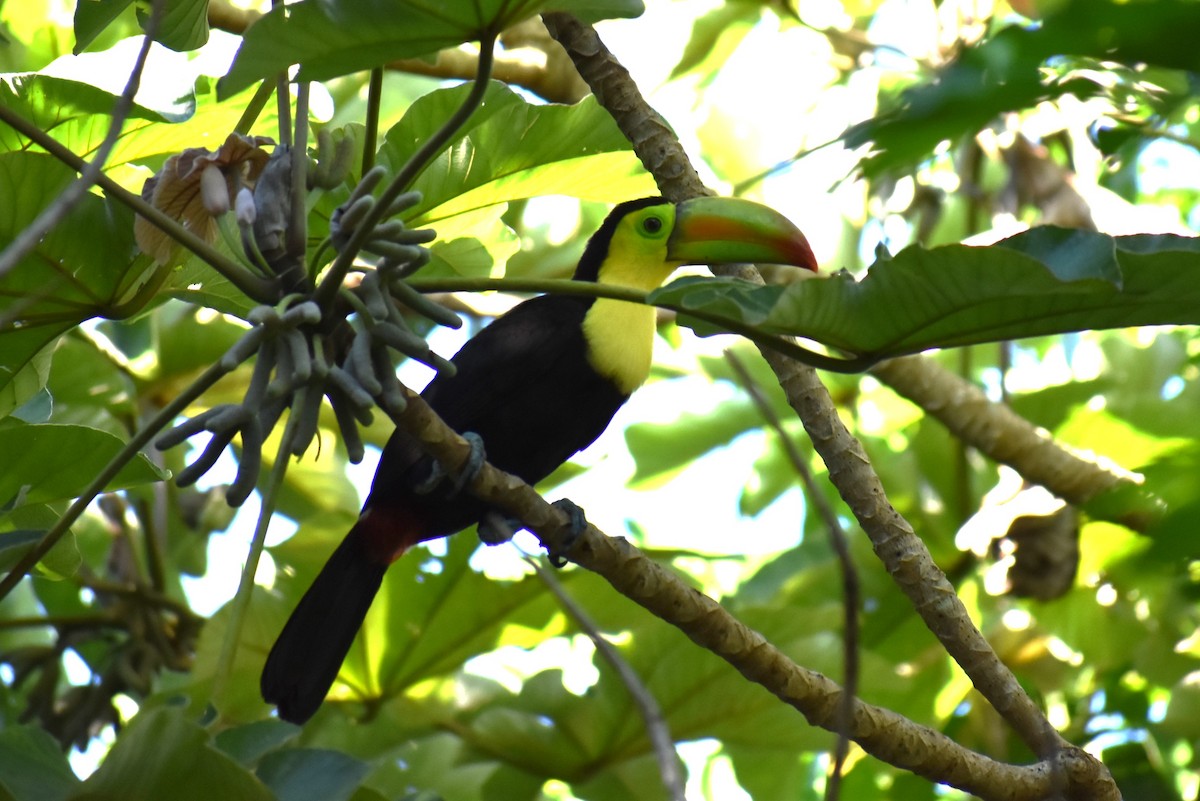 Toucan à carène - ML641712426