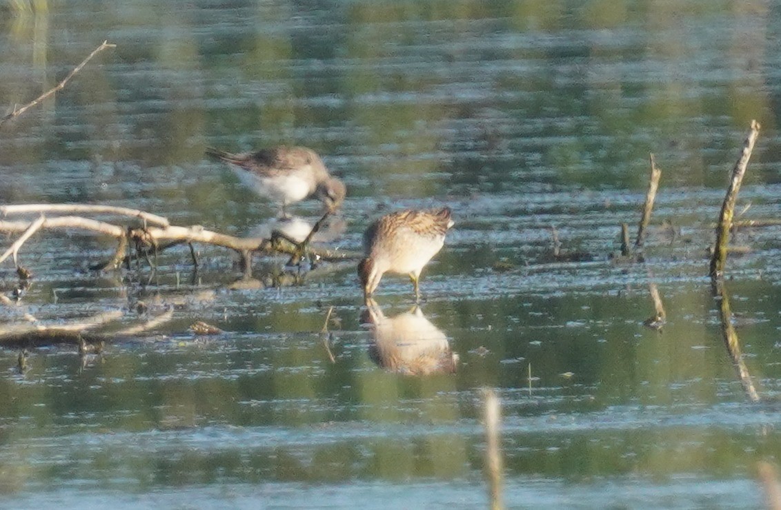 Short-billed Dowitcher - ML641712427