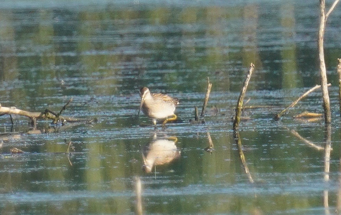 Short-billed Dowitcher - ML641712433