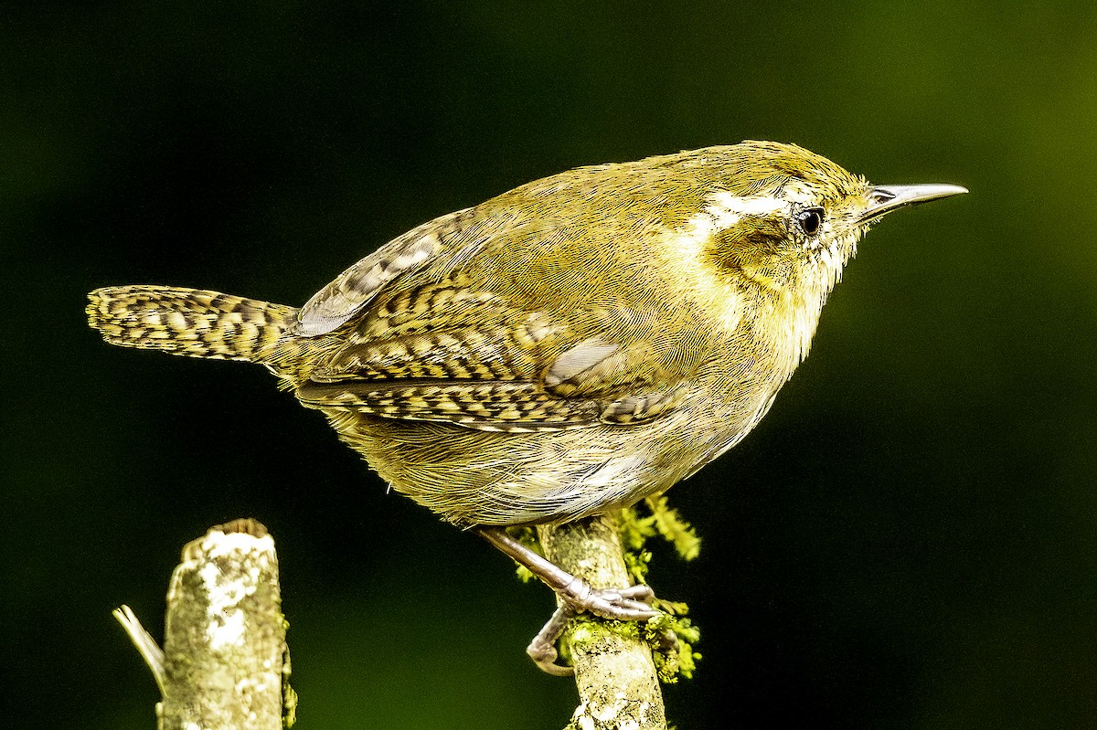 Mountain Wren - ML641712435