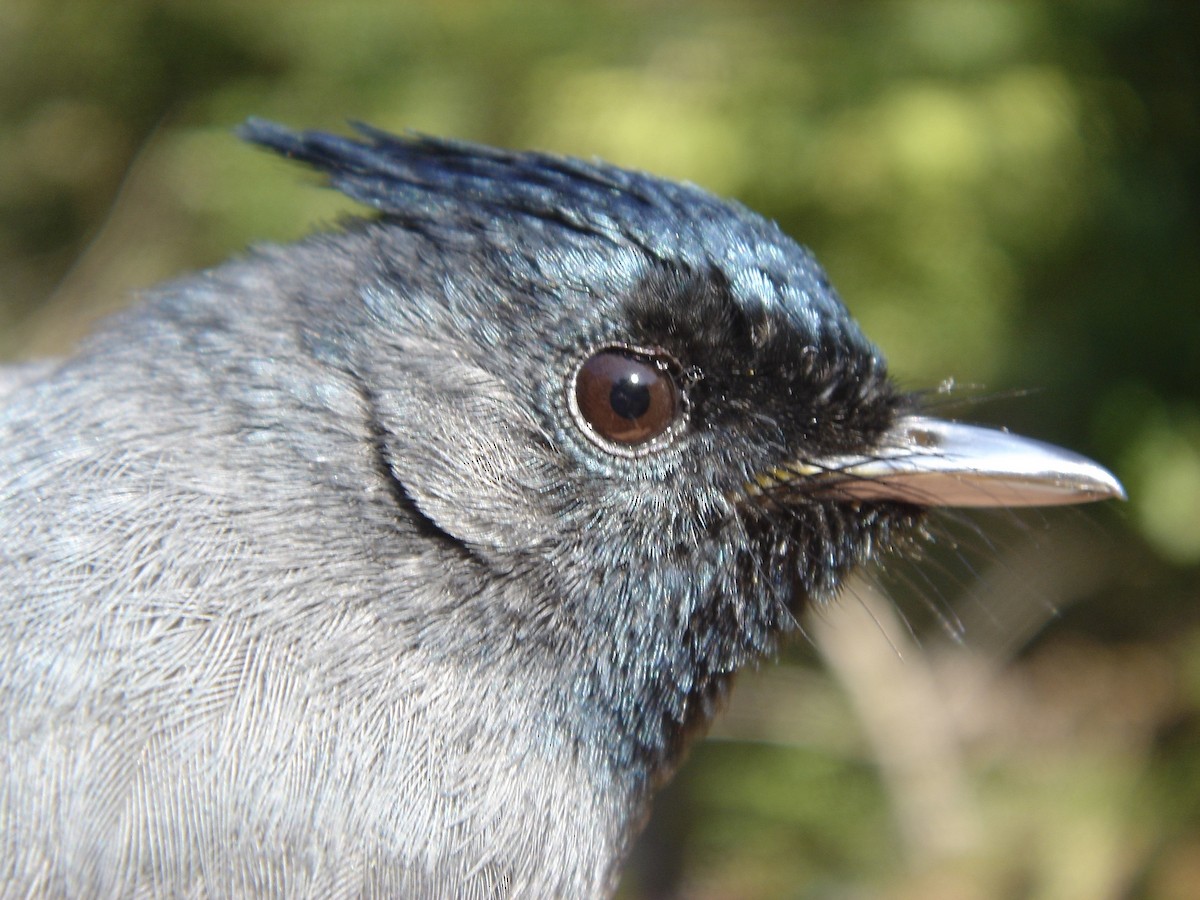 African Crested Flycatcher (Southern) - ML641712440