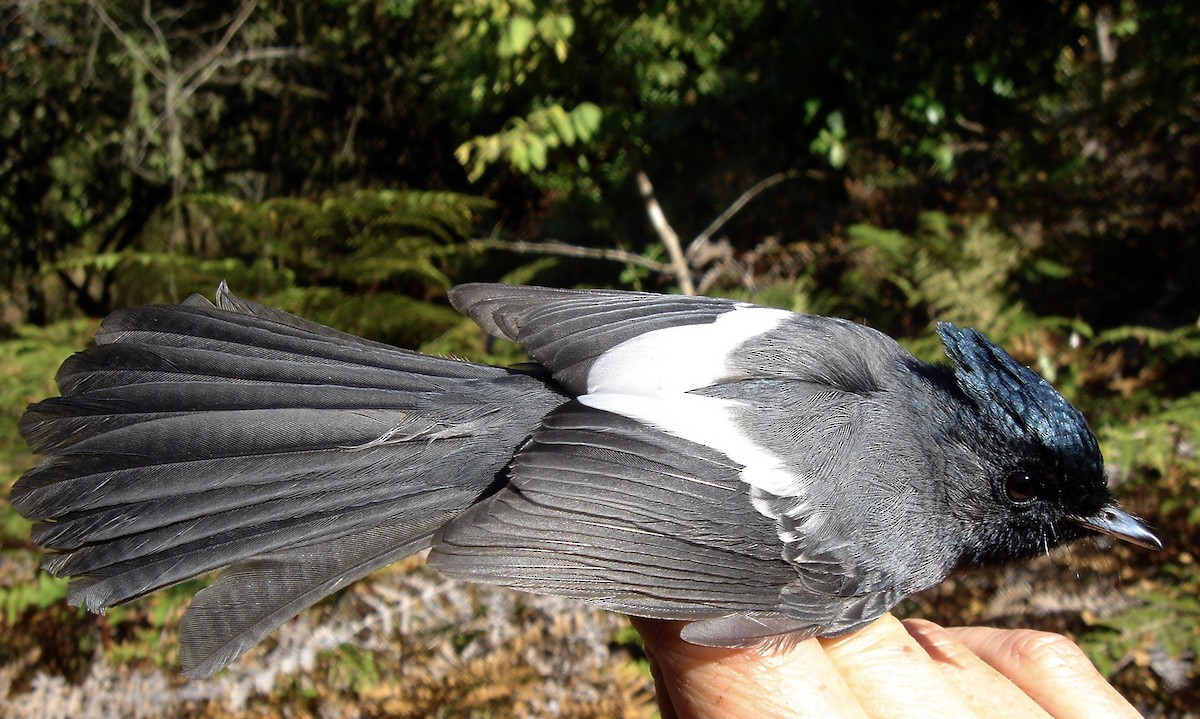 African Crested Flycatcher (Southern) - ML641712442