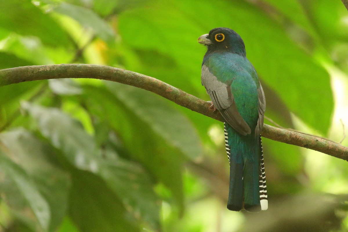 Blue-crowned Trogon - ML641712444