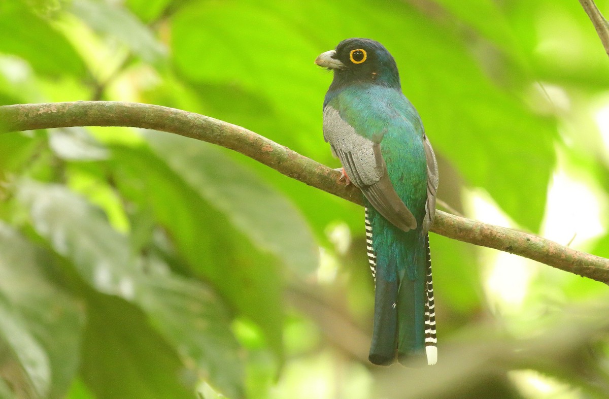 Blue-crowned Trogon - ML641712445