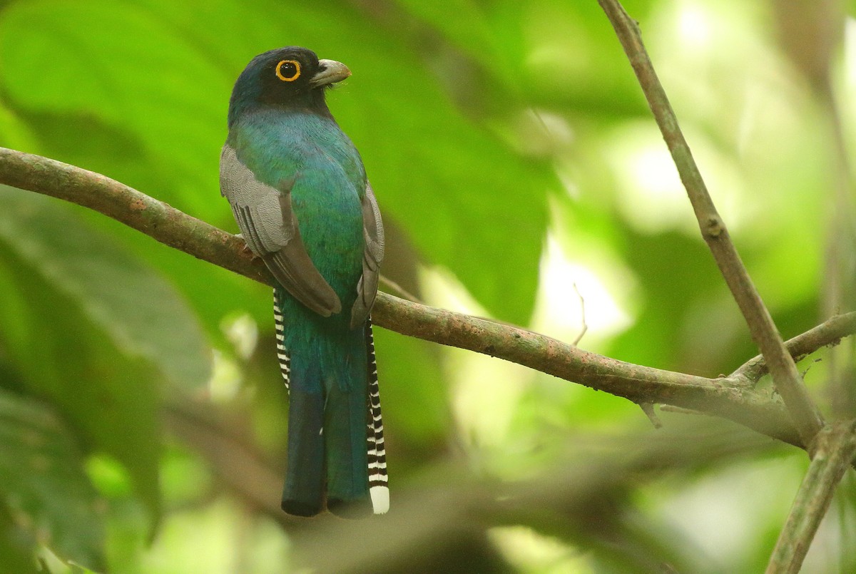 Blue-crowned Trogon - ML641712446