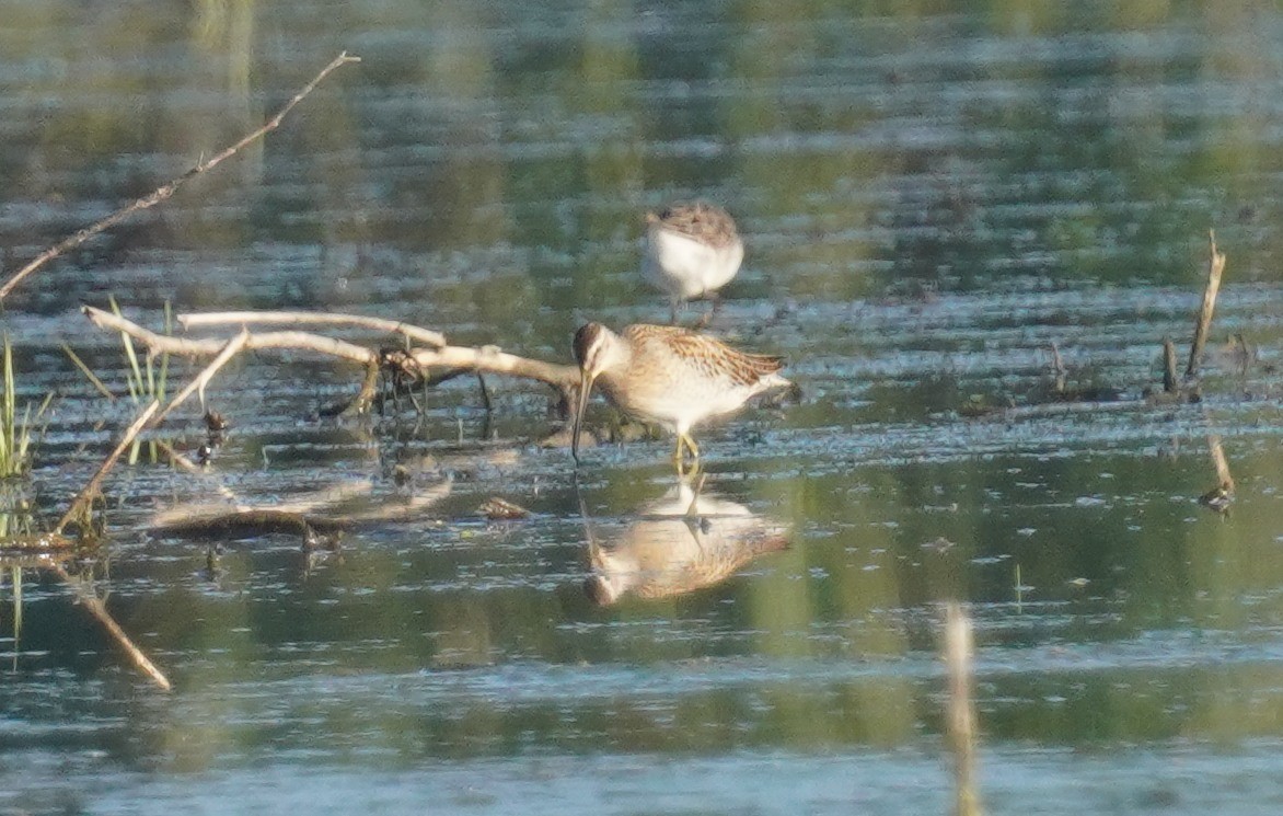Short-billed Dowitcher - ML641712475