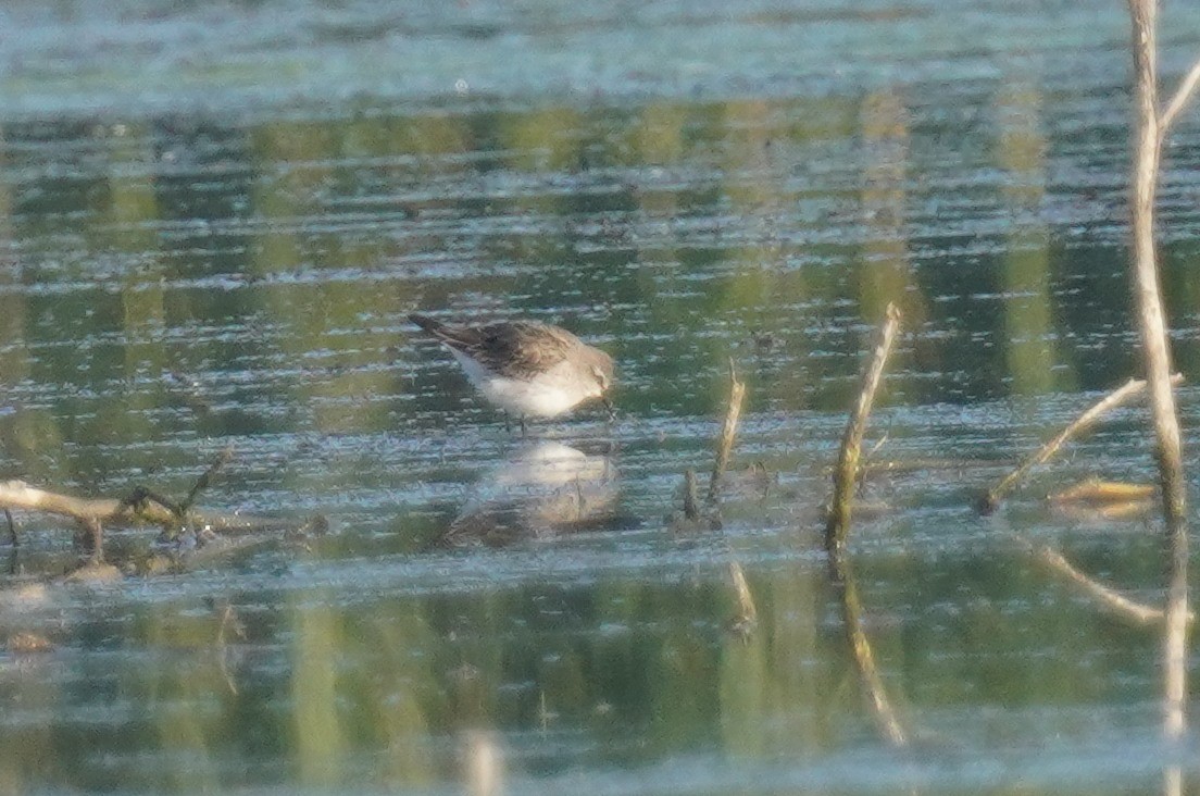 White-rumped Sandpiper - ML641712490
